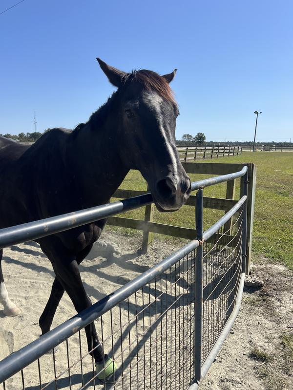 Batteries Not Included  “Jett”