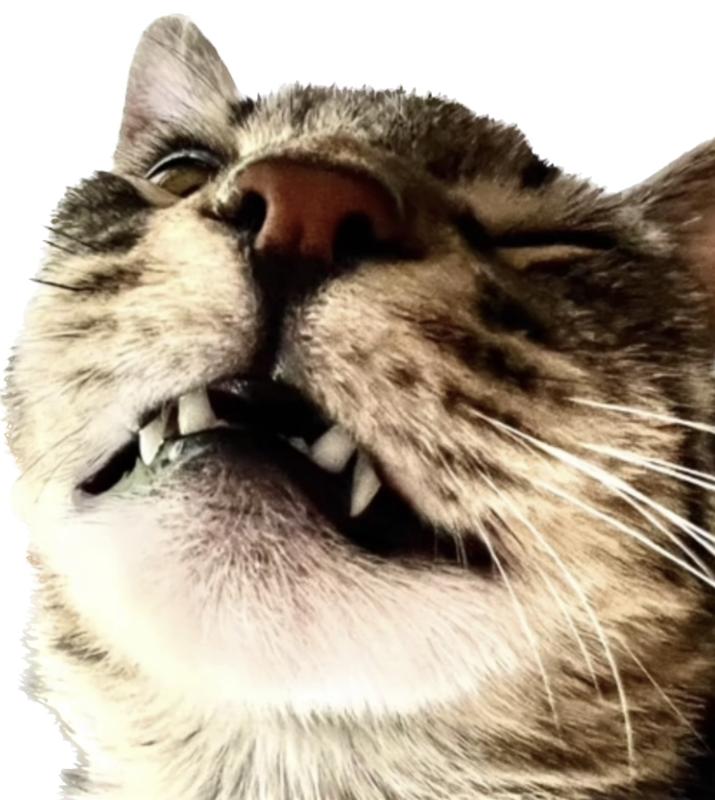 This is the best calming supplement for my cats .