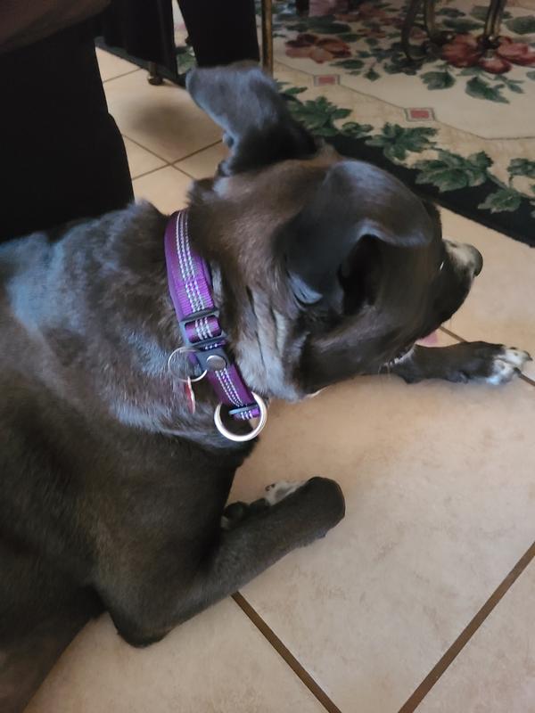 The black snap clip for tags