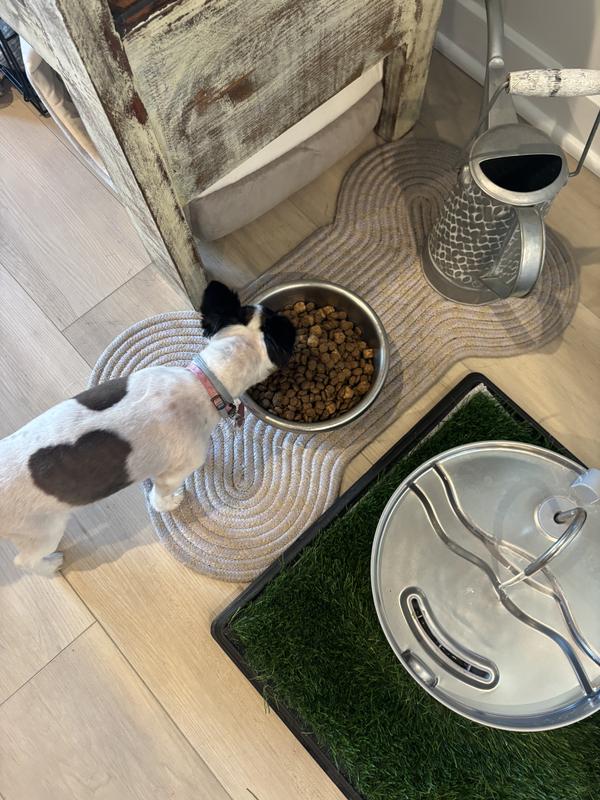 My chihuahua sniffing the food