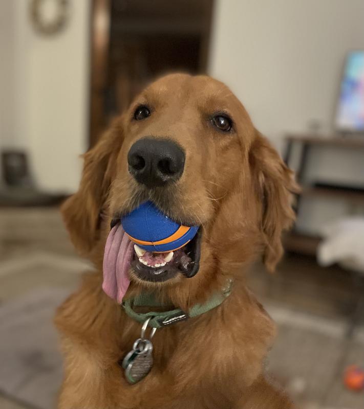 Rio and his Chuck-it squeaky ball.