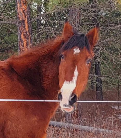Maverick 28 year old mustang