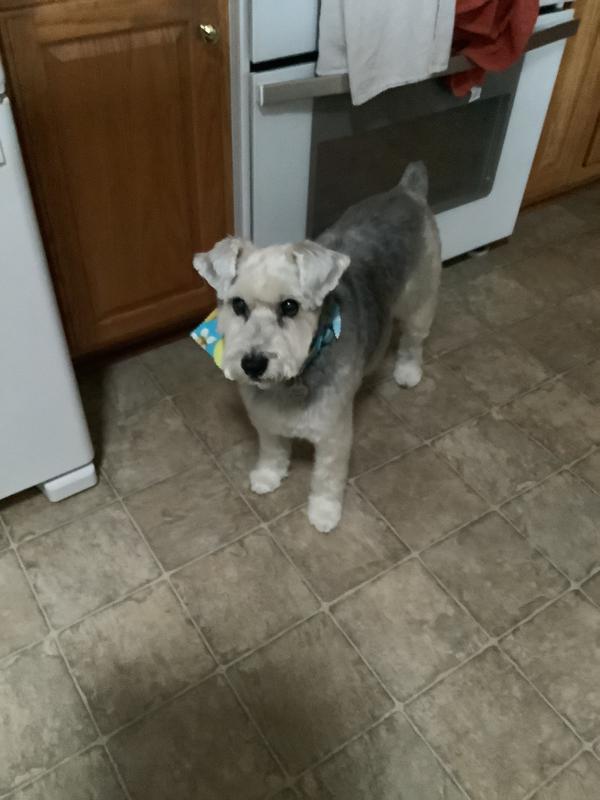 Wally will be 14 this July, everyday we can extend his life is a gift.