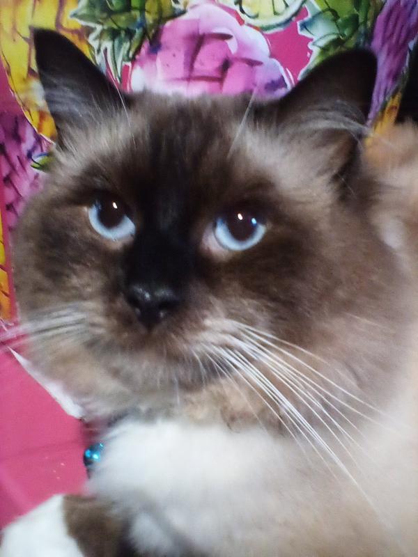 Jedidiah Stephen.  His name means crowned as the beloved of GOD!