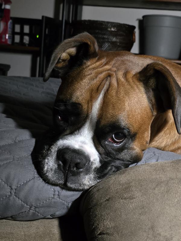 New Years Eve Fireworks Keeping Him Awake 😔