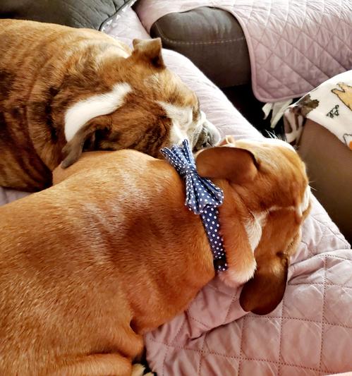 Nap buddies