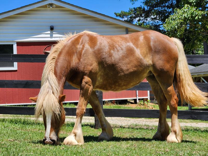 2 y.o. Vanner cross