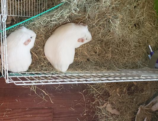 Vanna and Betty think this hay is fine for eating and fine for sleeping.
