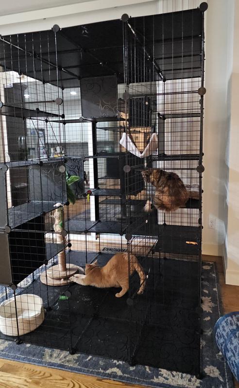 Day One: 2 troublemakers check out the new catio