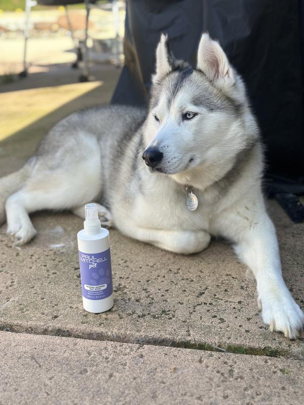The Puppy Approves!