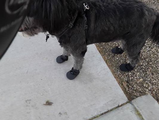 Chewy dog clearance boots