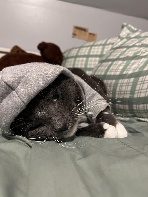 Appears to be comfortable