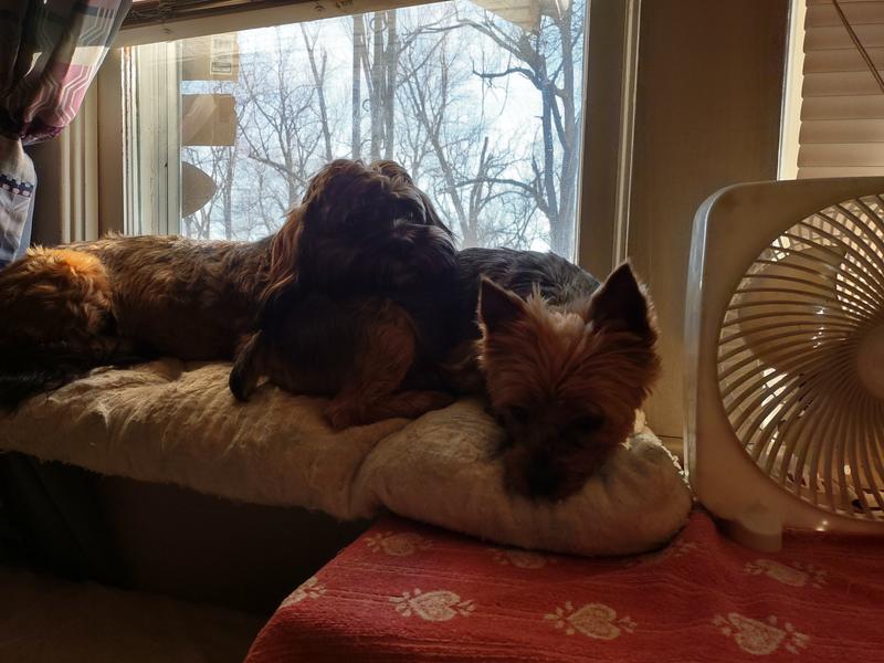 My two pups. ♥️🐕