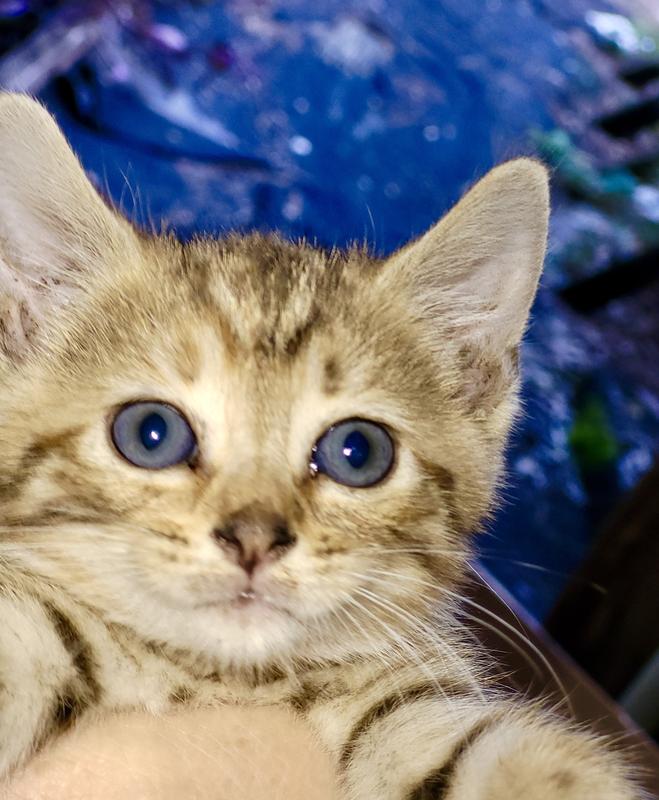 TINY TIGER Kitten Pate Turkey Recipe Grain-Free Canned Cat Food, 3