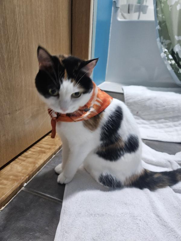 Frisco Orange Spiderweb Dog & Cat Costume Bandana