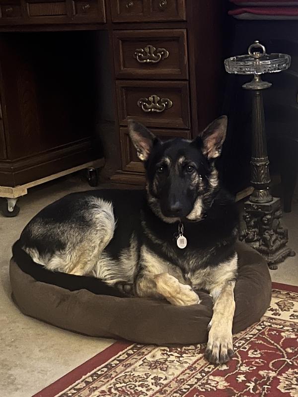 Axel takes his time and enjoys these bones.