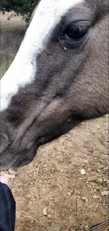 LuLu (Welsh Pony) enjoying her Nutrena SafeChoice Mare & Foal Pellet
