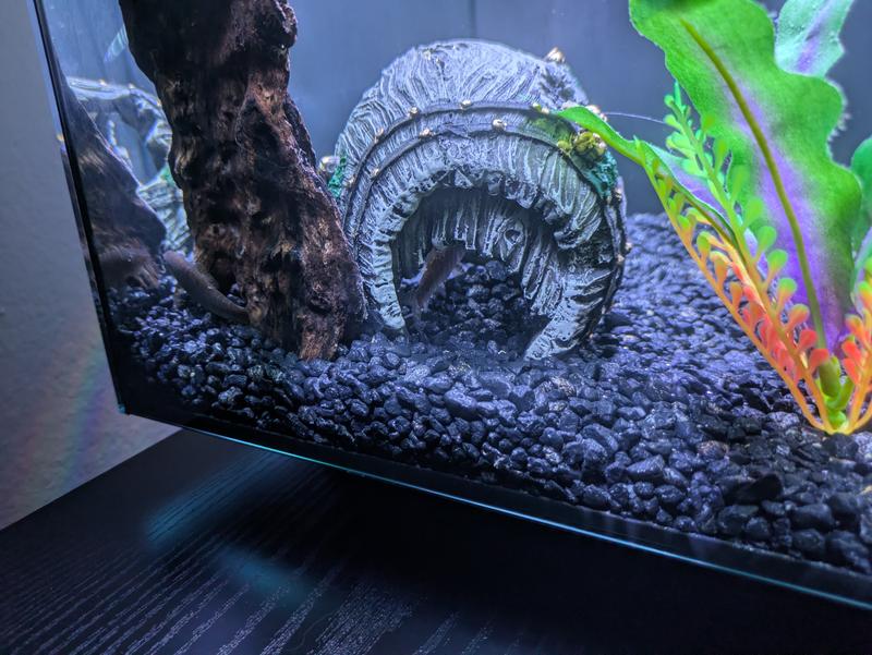 my fish are hiding but can be seen here