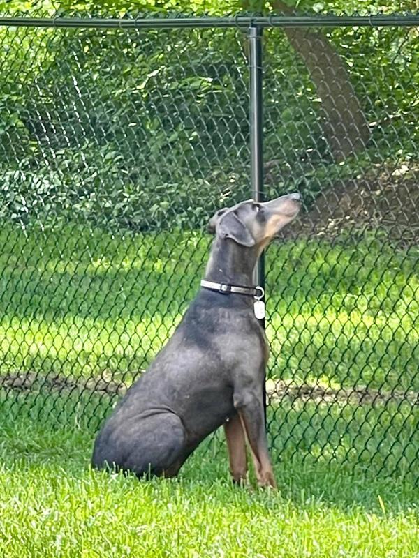 He can no longer see the squirrels but he can still him them in the trees!❤️🐾