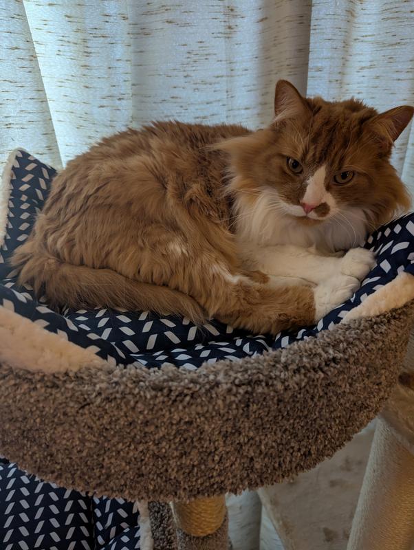 Tank enjoying his comfy mat.