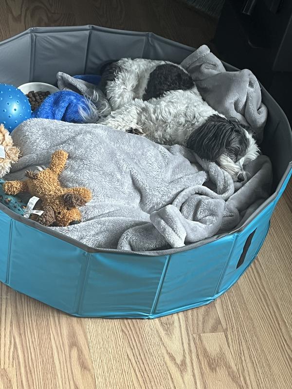 Lucy in her pool/playpen