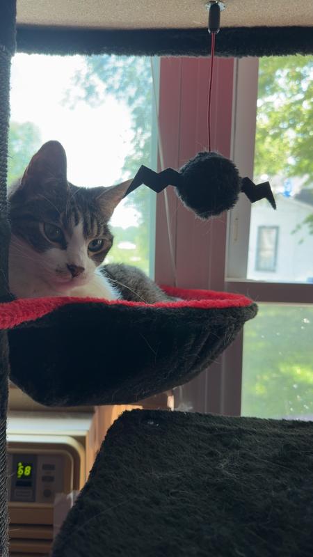 Melvin sun bathing in his little hammy