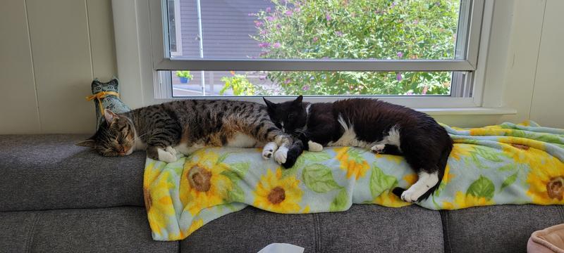 Lilybelle and Buddy, two out of 3.