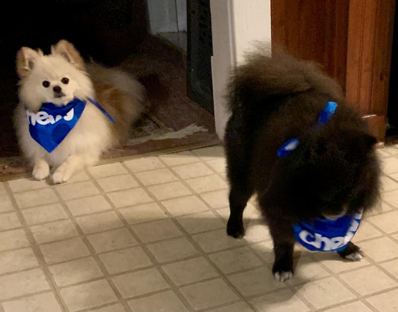 With their Chewy bibs.
