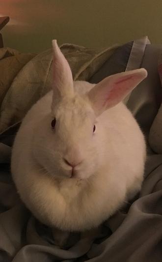 Jackie Rabbit loves Chewy!!!! :)