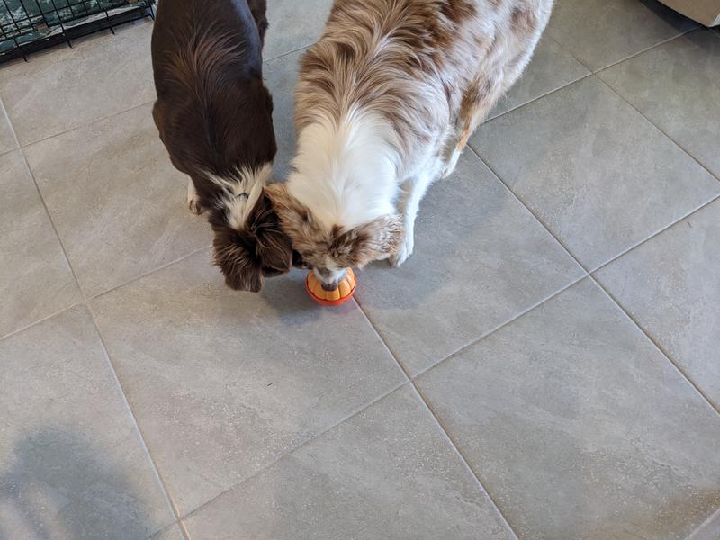 Pebbles and Journey going after the treats