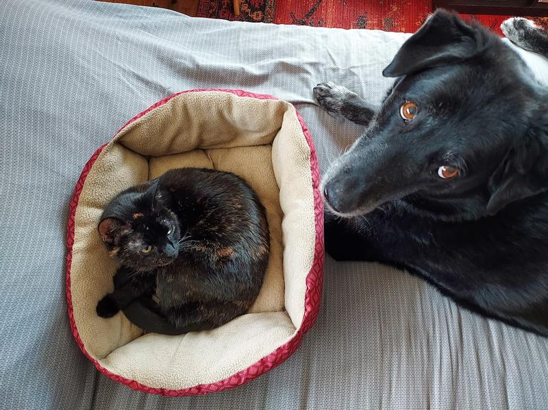 My Two Camel Milk Drinkers