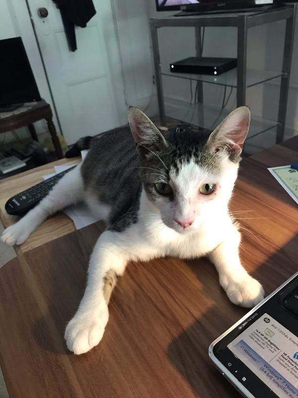 Here Birdie helps me edit my writing and insists on a co-author credit.