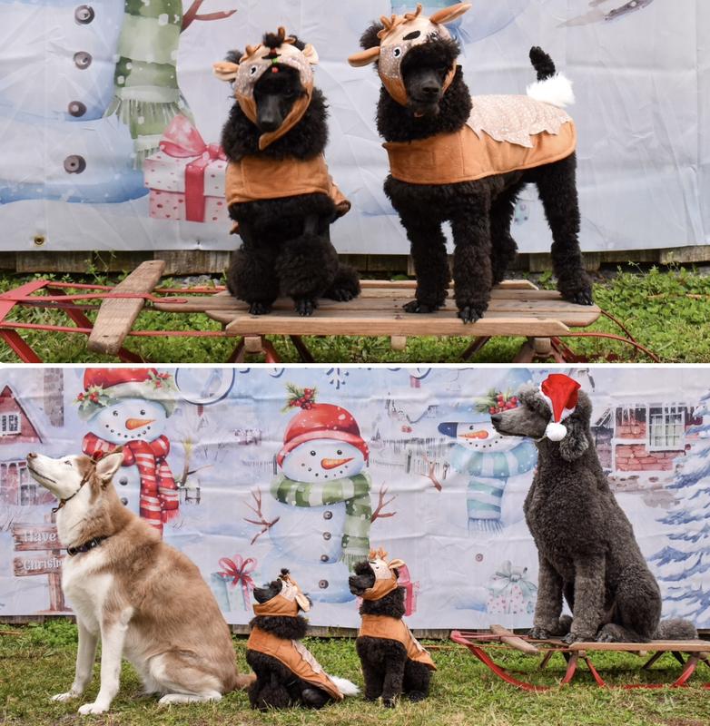 Christmas photo shoot