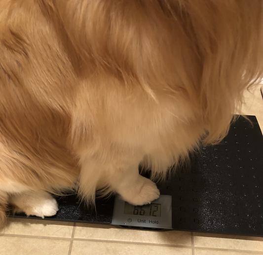 Precision Digital Small Dog or Cat Scale by Redmon