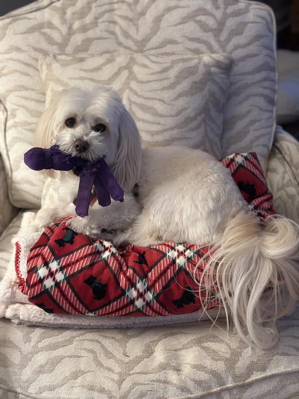 Marcello, aka The Macho Man with his favorite ratty toy from Chewy that he wont give up!!!!