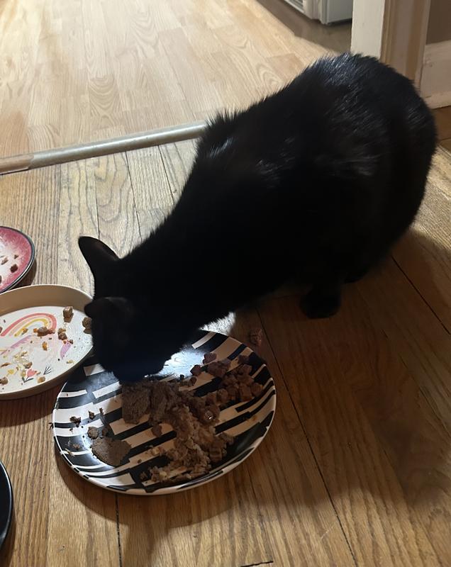 Peter enjoying his beef Nature’s Logic.