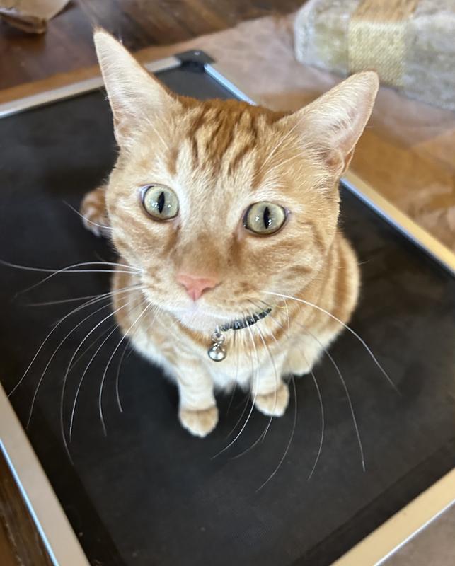 Hank enjoying the elevated dog bed.