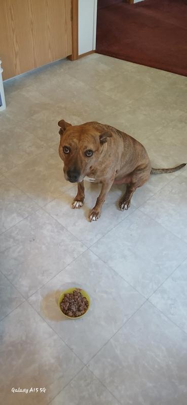 He is drooling waiting