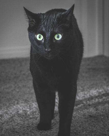 Vinny the hunter