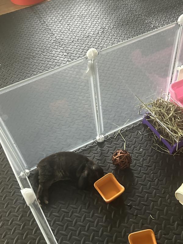 Bunny P enjoying new pen