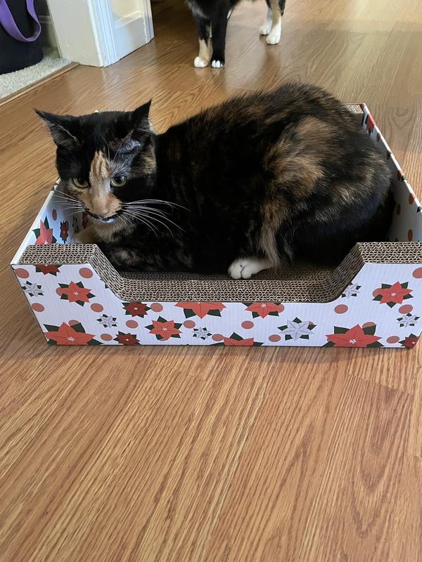 Here is Stella. She was the first to get into the box.