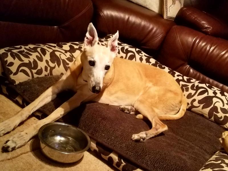 happy pup wants more raw tripe patty as a treat