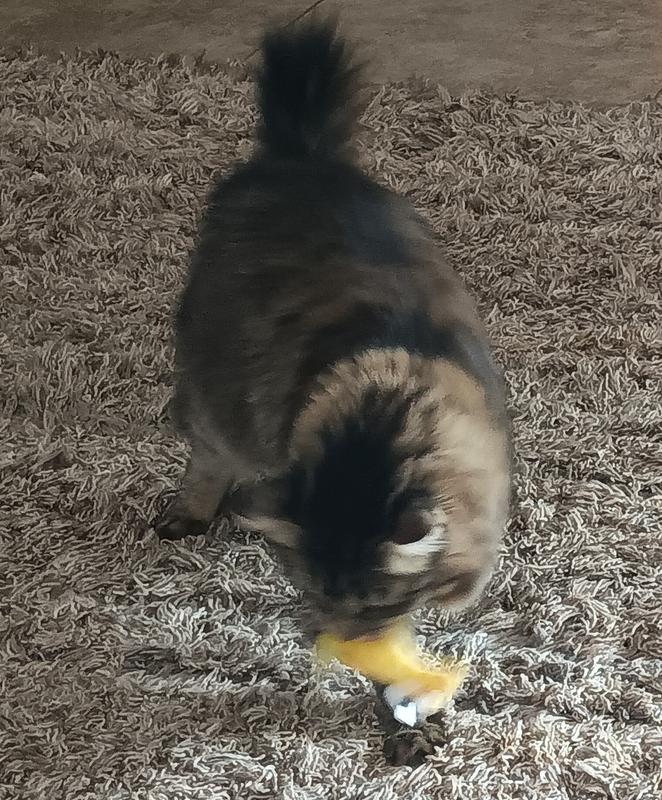 Lil Finn tossing the toy around