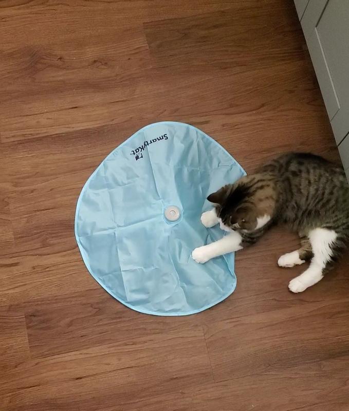 Concealed motion cat clearance toy