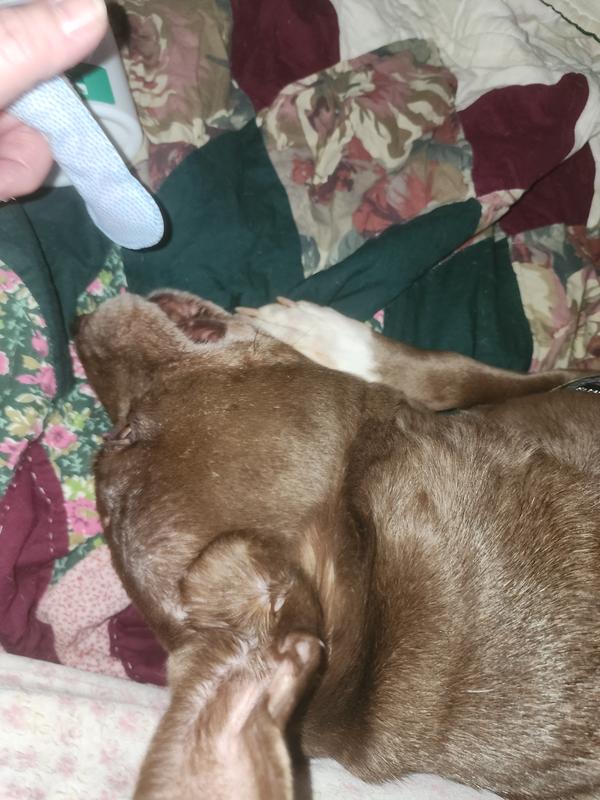 Bella loves them