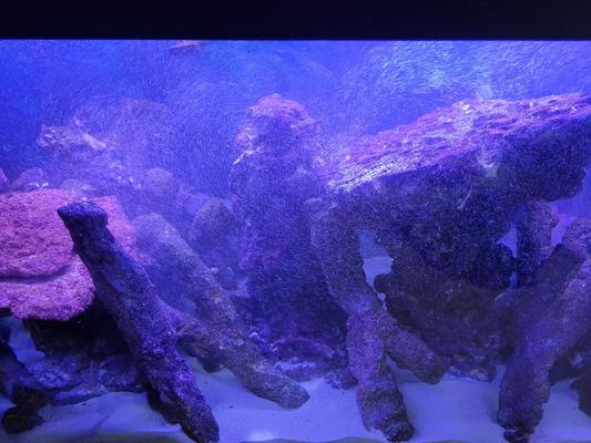 CaribSea LifeRock Shroom  Saltwater Tank 2
