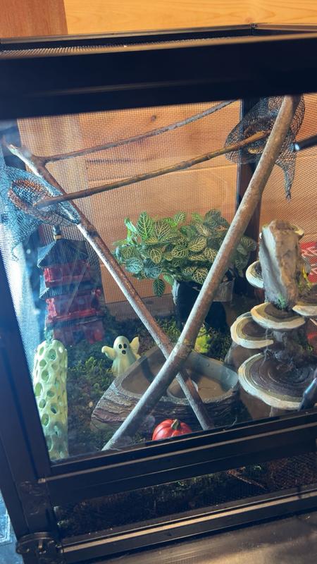 Jumping spider and decorations