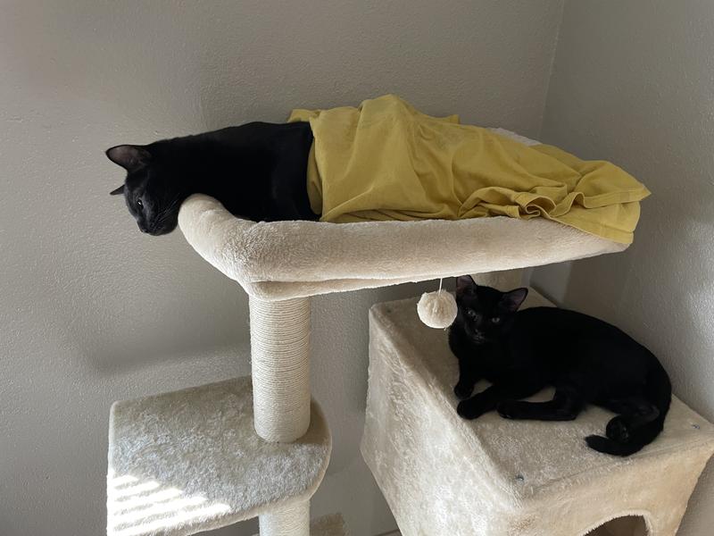 Both lounging on different tiers, great for big or small cats to use together!