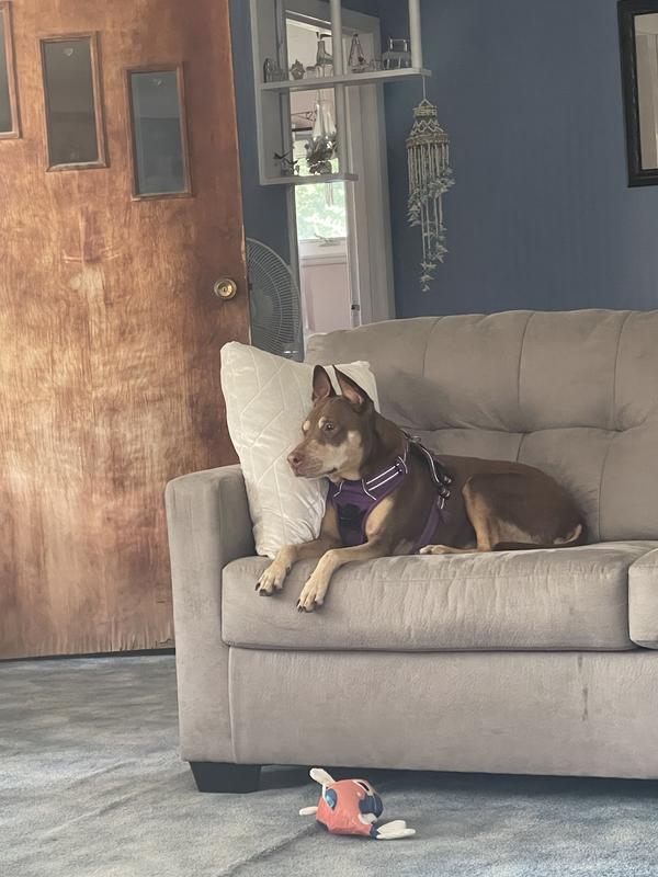 13 year old pit mix 45 pounds.