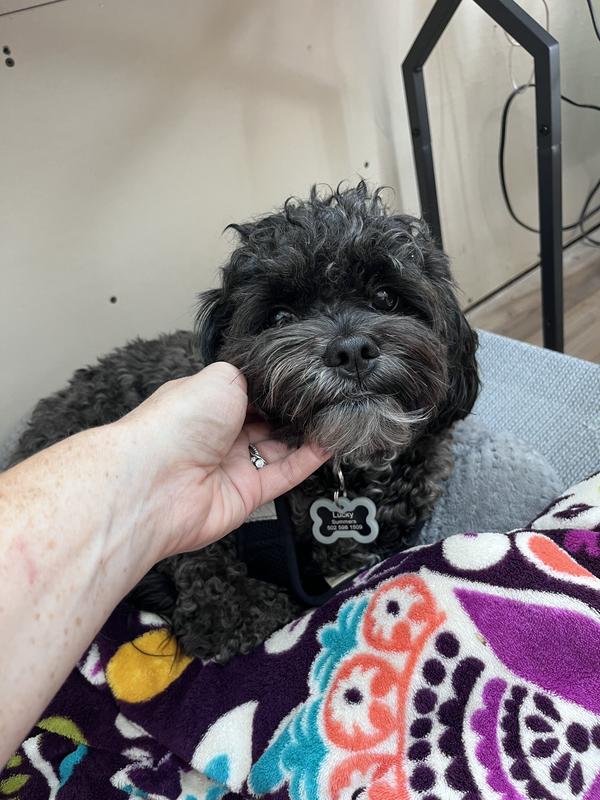 Don't let the face fool you.  He loves his GOTAG